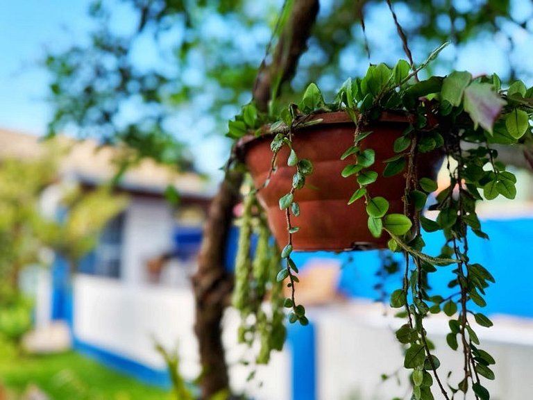 Casa e piscina com muita natureza - MCC216